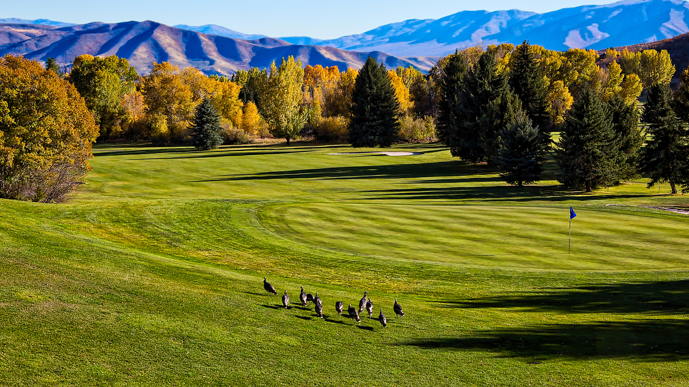 Wildlife on a golf course