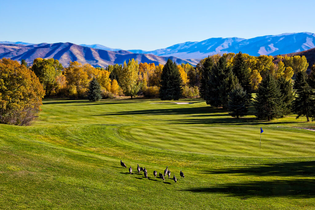 Wild turkeys roaming around the green on Midway Golf Course in Utah
