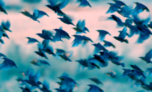 Flying birds. Birds silhouettes. Nature background. Abstract nature. Birds: Common Starling. Sturnus vulgaris.