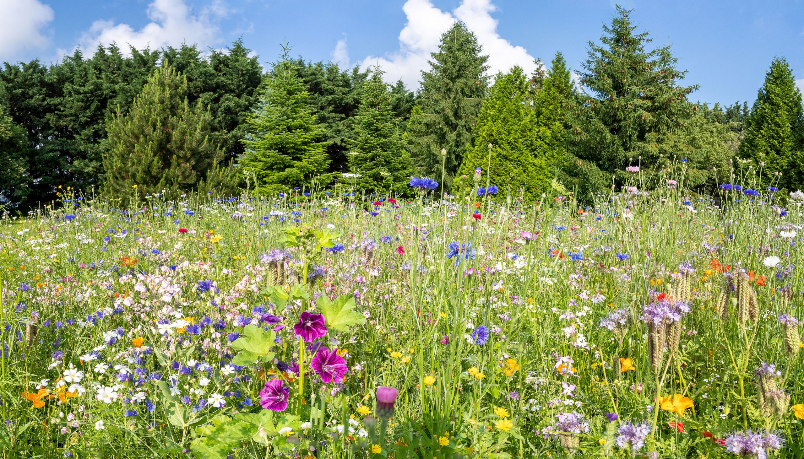 Wildflowers 