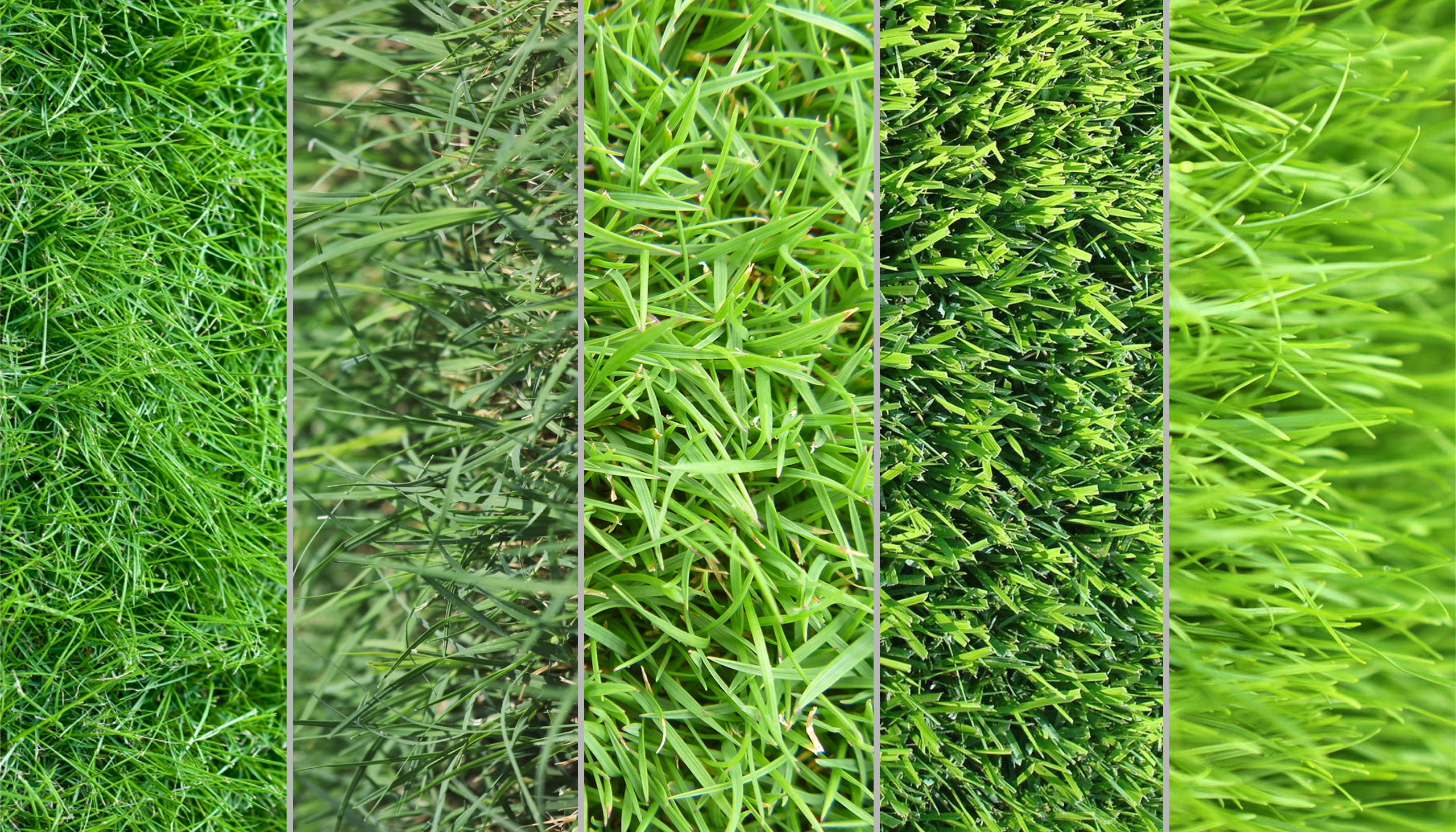 Different Grass