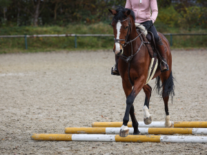 Equestrian Centre 1