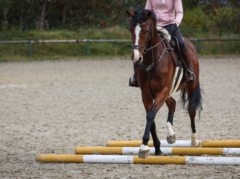 Equestrian Centre 1