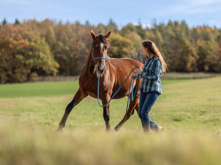 Equestrian Centre 2