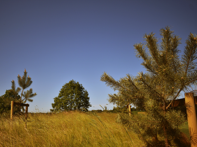 Tree Planting 2