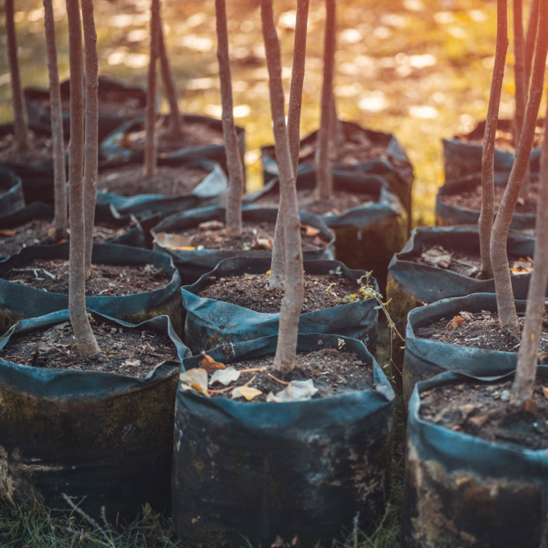 Tree Planting Gal 1