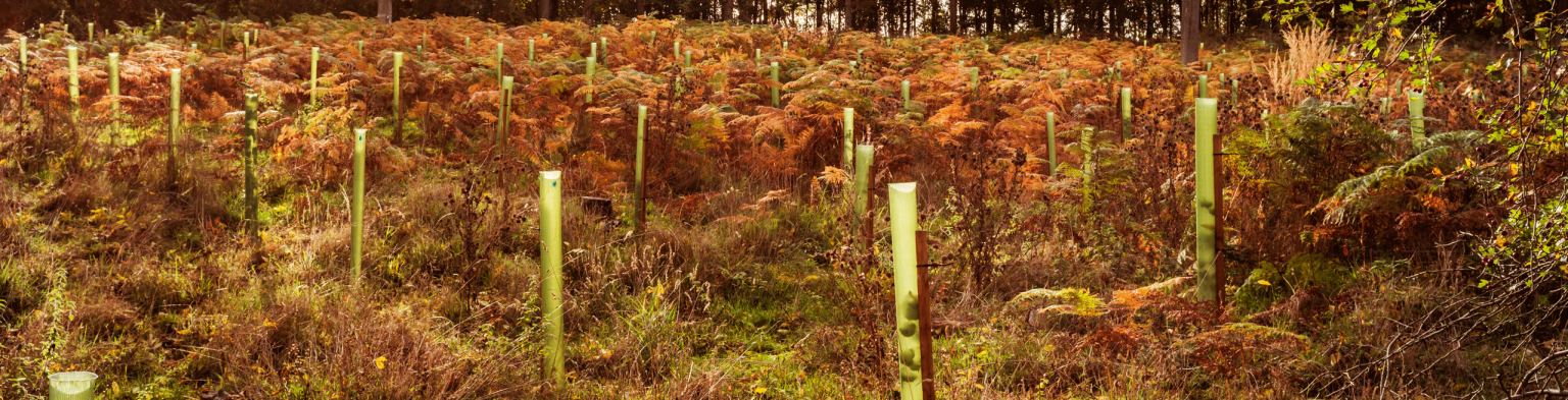 Tree Planting Hero Web