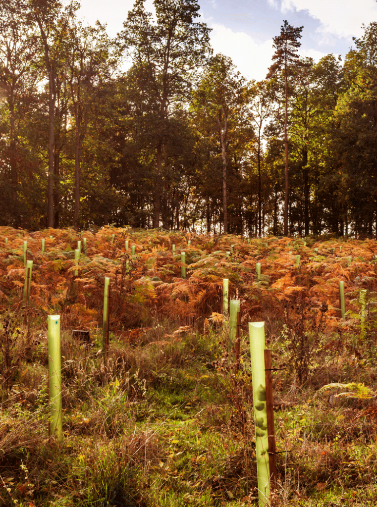 Tree Planting Mob