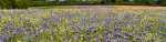 Biodiversity Net Gain Web